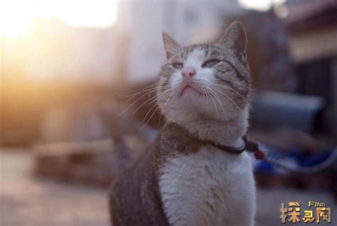 自來貓入屋|家里进猫是吉还是凶，猫咪进家测吉凶